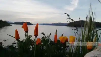 La Patagonia no siempre fue estepa: los fósiles que revelan un pasado imposible de imaginar