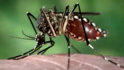 Dengue Mortal: ¿Cómo se transmite y cuáles son los síntomas?