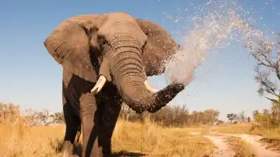 Pasó 40 años en un zoológico y viajó 1.600 kilómetros: lo que hace ahora con el barro no lo podía creer nadie