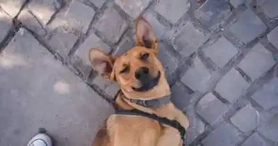 Las Heras estrena un sistema para adoptar mascotas sin moverte de tu casa