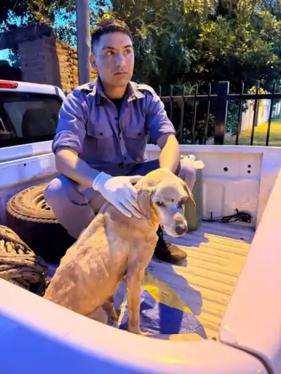Vecinos alertaron por el estado de una perra y el dueño sorprendió con su explicación