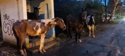 Rescataron tres caballos en un estado que alarmó a los veterinarios: uno de ellos está al límite