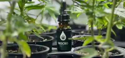 Misiones vuelve a entregar aceite de cannabis gratis: quiénes podrán acceder