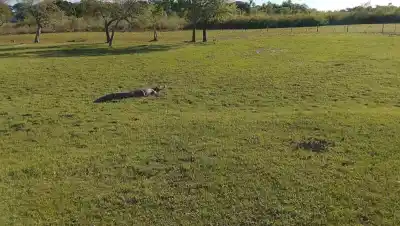 Apareció un yacaré en el patio de una casa de Corrientes: lo que hicieron los dueños