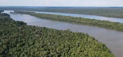 Compraron un lote frente a una reserva de Misiones: lo que encontraron adentro cambia todo