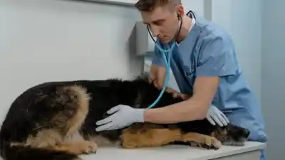 Iguazú se prepara para un congreso veterinario con especialistas internacionales: los temas que se vienen