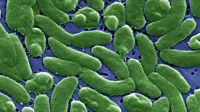 La bacteria come carne avanza en el sur de EE.UU. y ya dejó un tendal de muertos