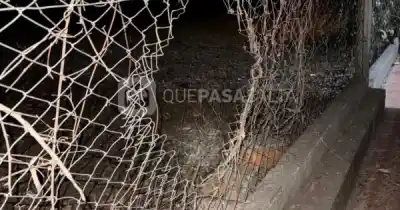 Usaron carne con sedantes para dormir a los perros y entrar a robar: la huella que dejaron
