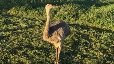 Crió a un ñandú desde un huevo en su campo de Pergamino y unos furtivos lo cazaron: el dato que los delata