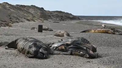 Aparecen decenas de ballenatos muertos en las playas de Chubut: la hipótesis que analizan los científicos