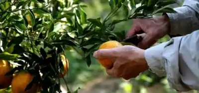 El gigante que exportaba 170 mil toneladas ahora manda apenas 50 mil: el sector citrícola del NEA, contra las cuerdas