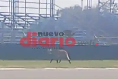 Un animal silvestre entró al Autódromo de Las Termas y un empleado se llevó el susto de su vida