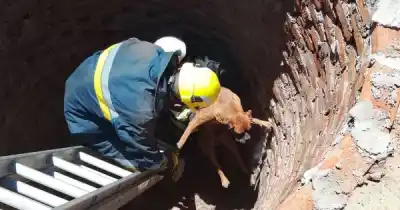 Un perro cayó a un pozo ciego en construcción y la reacción de los vecinos lo cambió todo