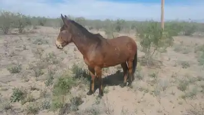 Cinco animales sueltos en la Ruta 141: allanaron el operativo y un dueño terminó con acta