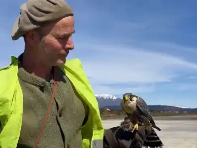 Tres aves rapaces custodian las pistas del aeropuerto de Chapelco y casi nadie lo sabe