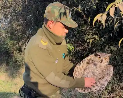 Un ñacurutú apareció en el frente de una casa de Esquina y la reacción de los vecinos llamó la atención