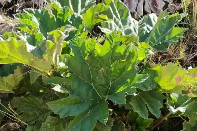 La planta gigante que crece en el Norte Neuquino y guarda un secreto violeta