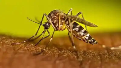 El mosquito que se cría dentro de tu casa: la campaña que busca cortarlo de raíz en Vicuña Mackenna