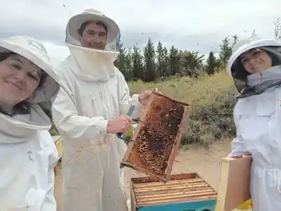 La miel del Valle ya se está cosechando, pero hay un problema que nadie esperaba