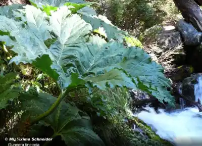 La planta gigante que crece en Neuquén y esconde un secreto en su nombre