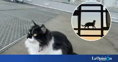 La gata que se mudó al aeropuerto de El Calafate y un día casi se toma un vuelo