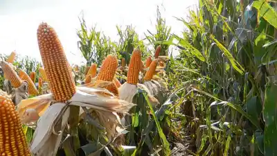 El campo no frena: la actividad agropecuaria marcó su mejor agosto de la historia