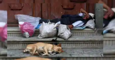 La noche de lluvia en que una pareja durmió afuera para que sus 7 perros no se mojaran