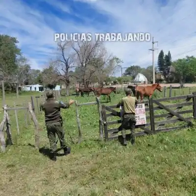 Trece caballos sueltos en el acceso norte de San Roque: la Policía Rural tuvo que intervenir