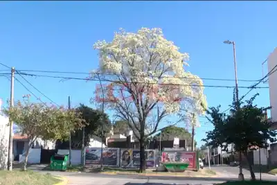 El lapacho blanco que todos miran en Ejército y O'Brien: qué encontró un vecino y por qué no es un árbol cualquiera