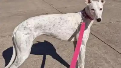 Villa María se suma a una caminata mundial: el motivo que moviliza a los galgos