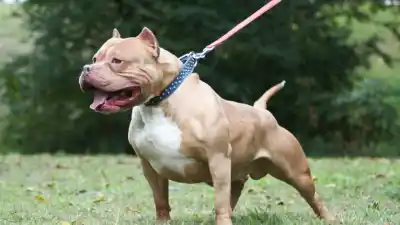 El perro era de la familia: el dramático ataque que tiene a una nena de dos años en terapia intensiva