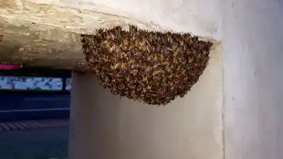 Alto Comedero en alerta: el dato que casi nadie sabe sobre las abejas y que puede salvarte de un ataque