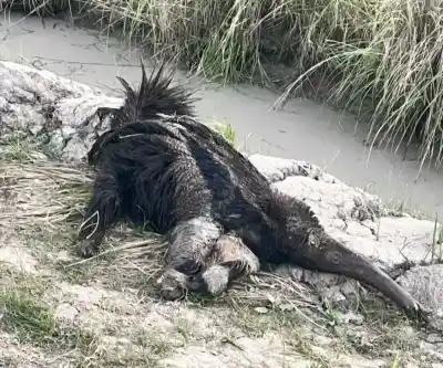 Un llamado al 911 los llevó hasta la banquina: lo que encontraron los dejó en silencio