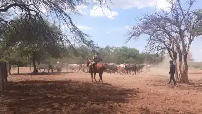 Fue a buscar dos vacas y volvió con un hallazgo que nadie esperaba junto al cerco