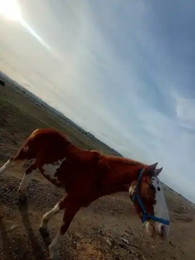 Encontraron a su caballo descuartizado en un zanjón y la denuncia conmociona a Palazzo