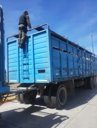 El control en la ruta 9 que dejó a 44 vacas sin poder moverse