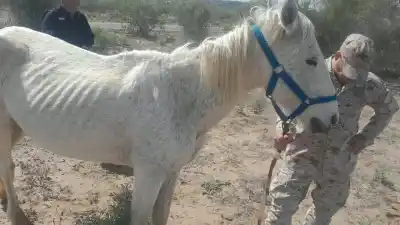 Encontraron caballos sueltos en la ruta 141 y un detalle en uno de ellos encendió todas las alarmas