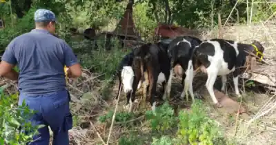 Salieron a la calle sin control: el operativo que terminó con 22 animales bajo resguardo
