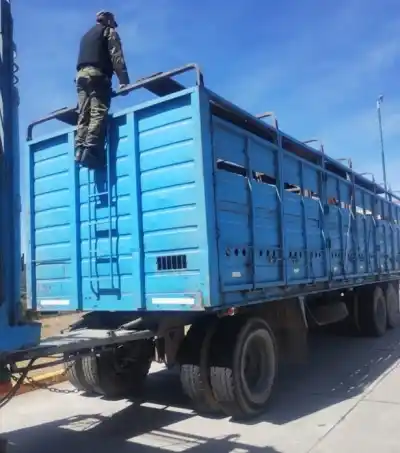 El camión cruzó el control con 44 vacas, pero un detalle en el papel lo delató