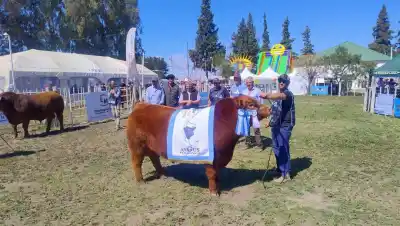 Choele Choel coronó a sus mejores Angus y Hereford: las cabañas que se llevaron los grandes premios