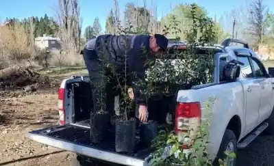 Donaron 70 plantas para la plaza de un barrio de Trelew: quién las gestionó