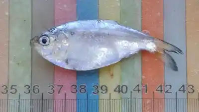 Nadie sabía que estas tres especies criaban en el estuario del río Negro
