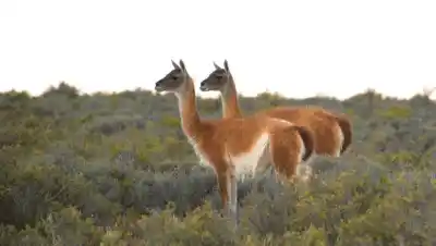 Río Negro autorizó la venta de carne de guanaco: los 10 reparos que plantea la ciencia