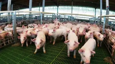 Santa Fe produce más carne de cerdo que nunca, pero hay un dato que preocupa al sector