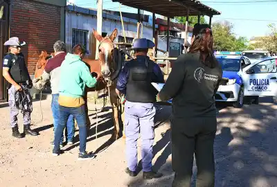 Los controles en Resistencia dejaron carros secuestrados y animales que no podían seguir caminando