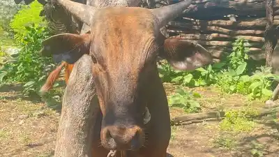Fueron a buscar un ternero al campo y no terminaron como esperaban