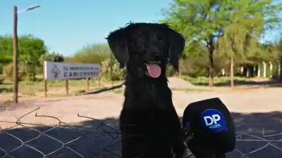 El Montecito sin El Polaco: quiénes cuidan a los 800 perros que él dejó