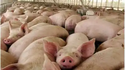 El negocio porcino cambia en Santa Fe: el dato que preocupa a los productores