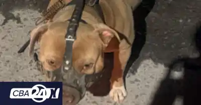 Un pitbull lo sorprendió en la calle y terminó con un final inesperado para el dueño