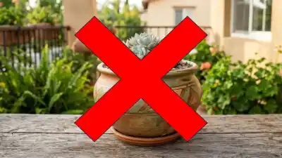 ¿Plástico o cerámica? Un experto revela por qué ambos materiales podrían estar matando tus plantas